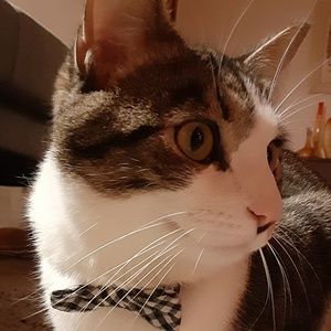 Meet your Posher, Carrie